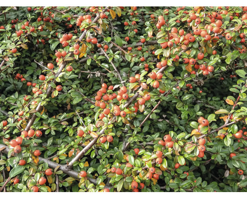 Bilden visar en oxbärsbuske med gröna blad och röda bär.