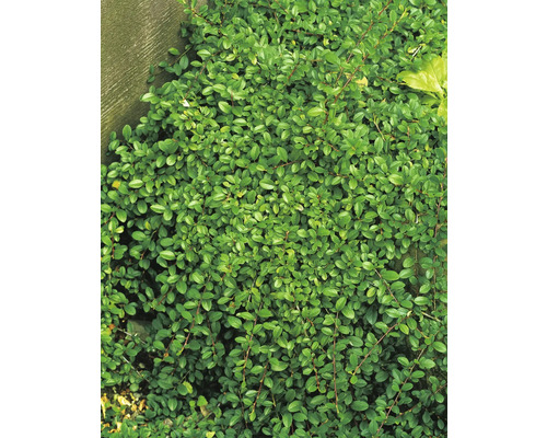 Småbladigt krypoxbär OMNIA GARDEN Cotoneaster radicans 'Eichholz' 1-pack Bilden visar en tät, grön krypoxbär.