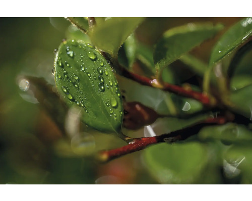 Närbild av ett blad med vattendroppar