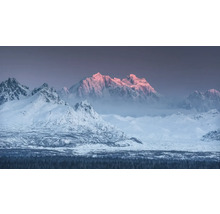 Landskap med snötäckta berg och en granskog i förgrunden