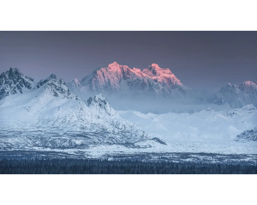 Landskap med snötäckta berg och en granskog i förgrunden