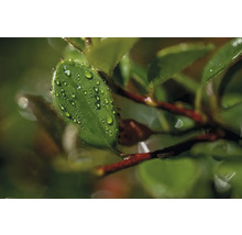 Närbild av ett blad med vattendroppar