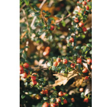 Gren med röda bär och gröna blad