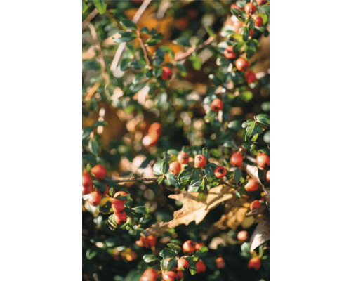 Gren med röda bär och gröna blad