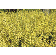 Ginstväxt med gula blommor