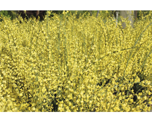 Ginstväxt med gula blommor
