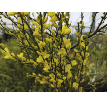 Ginst med gula blommor