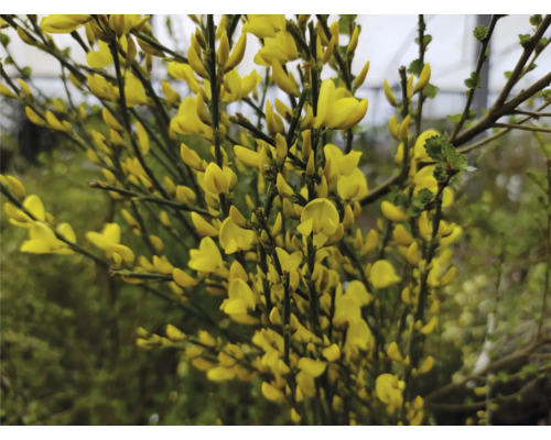 Ginst med gula blommor