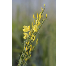 Ginsterväxt med gula blommor