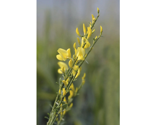 Ginsterväxt med gula blommor