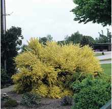 Ginstbuske i trädgården