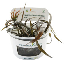 Dennerle Cryptocoryne spiralis 'Red' i in vitro-mugg, en akvarieväxt.