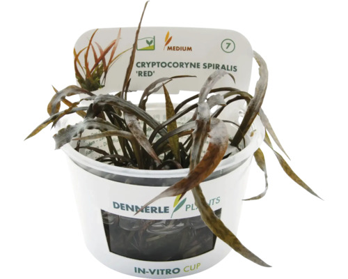 Dennerle Cryptocoryne spiralis 'Red' i in vitro-mugg, en akvarieväxt.