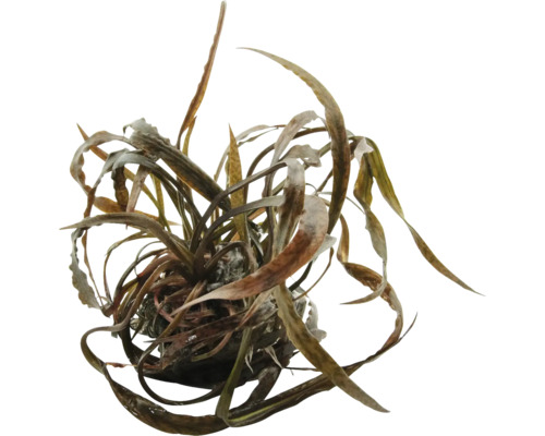 Vattenväxt med långa, smala blad för akvarier