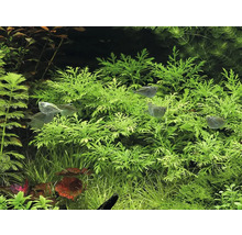 Akvarieväxter och fiskar i ett akvarium.