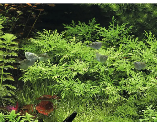 Akvarieväxter och fiskar i ett akvarium.