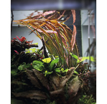 Akvarieväxter i ett akvarium.