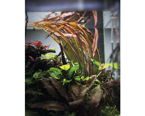 Akvarieväxter i ett akvarium.