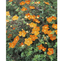 Blommande buske med orange blommor i trädgården.