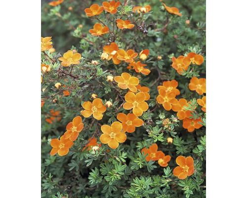 Blommande buske med orange blommor i trädgården.