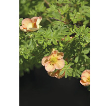Blodfingerört växt med blomma
