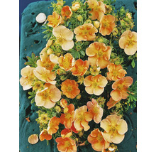 Fingerört med blommor