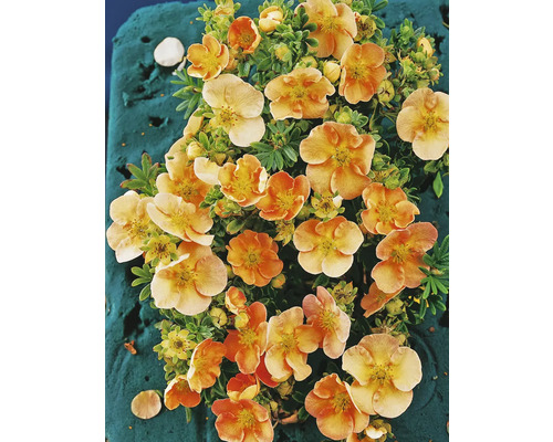Fingerört med blommor