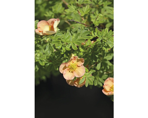 Blommande buske med gula blommor