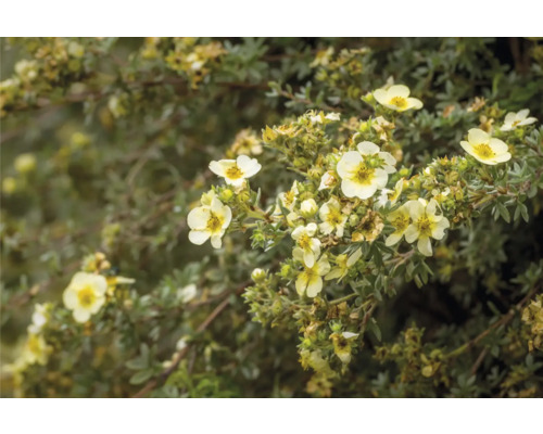 Blommande buske med små gula blommor