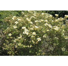 Blommande buske med vita blommor