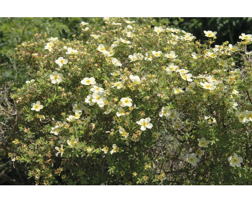 Blommande buske med vita blommor