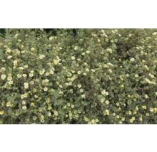 Blommande buske med gula blommor