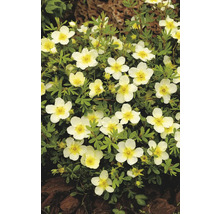 Bilden visar en Potentilla, en växt med många små, vita blommor och gröna blad.