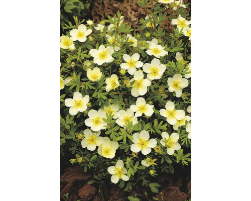 Bilden visar en Potentilla, en växt med många små, vita blommor och gröna blad.