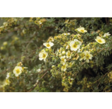 Gul fingerört med blommor