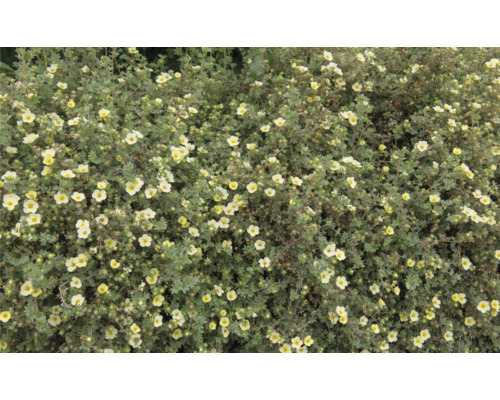 Bilden visar en blommande buskspirea.