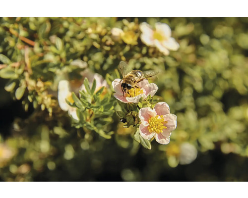 Bi på en Potentilla-blomma
