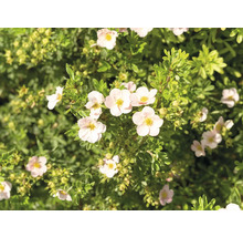 Blommande buske med små, ljusa blommor och gröna blad