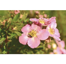 Blommande buskpotentilla med insekt