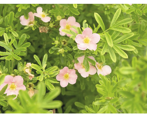 Fingerört med rosa blommor och gröna blad