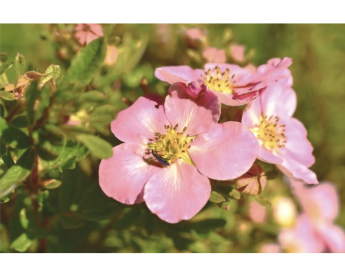 Tofpilört med rosa blommor