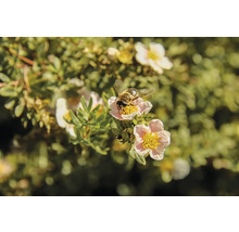 Bi på en Potentilla-blomma