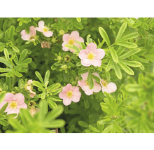 Blommande buske Potentilla