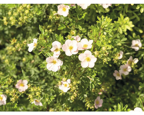 Blommande fingerört i detalj