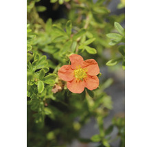 Blomma av buskpotentilla