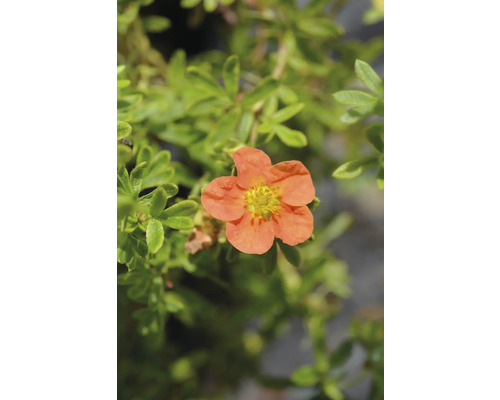 Blomma av en buskpotentilla