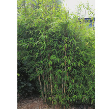 Bambuplant med gröna blad