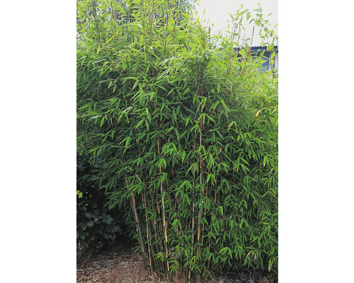 Bambuplant med gröna blad