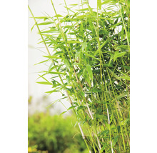 Bambuplant med gröna blad och stjälkar