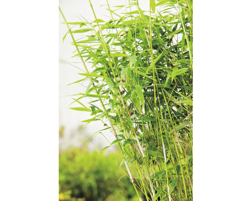 Bambuplant med gröna blad och stjälkar